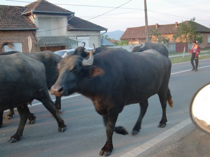 Kép