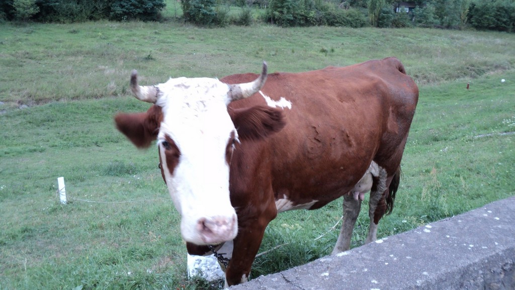 Kép