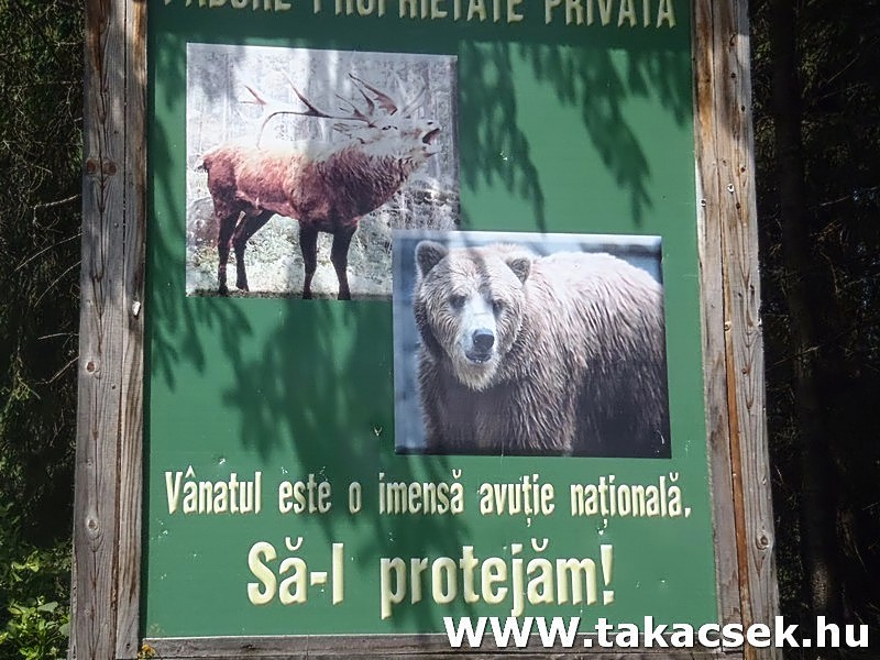 Kép