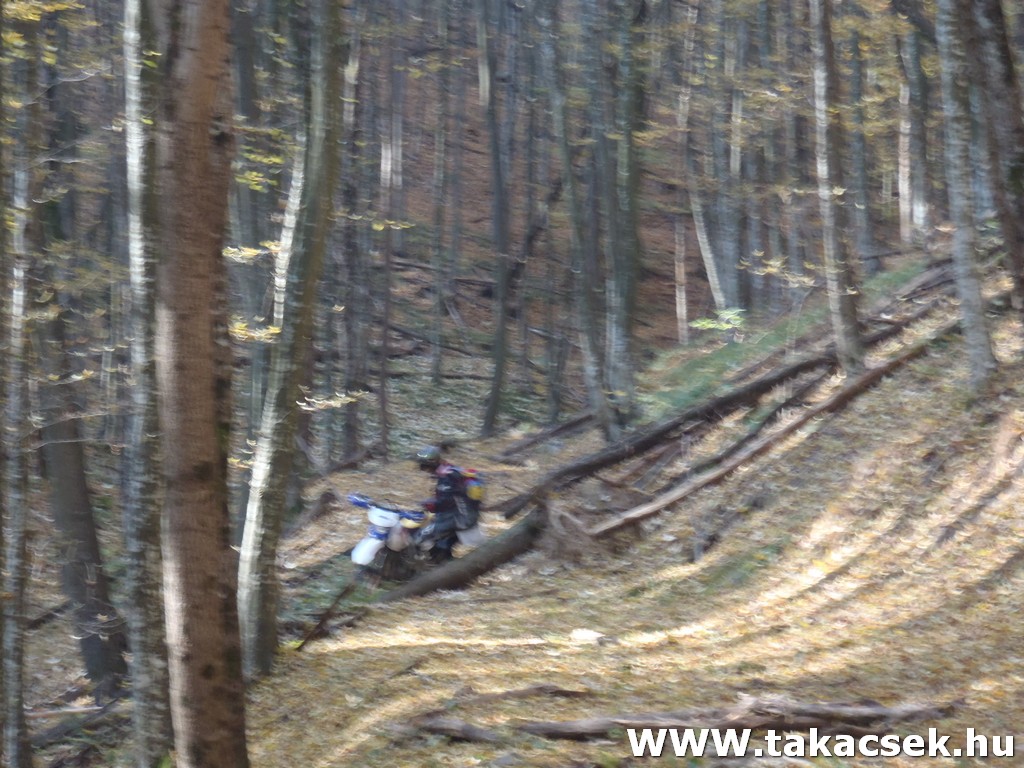 Kép