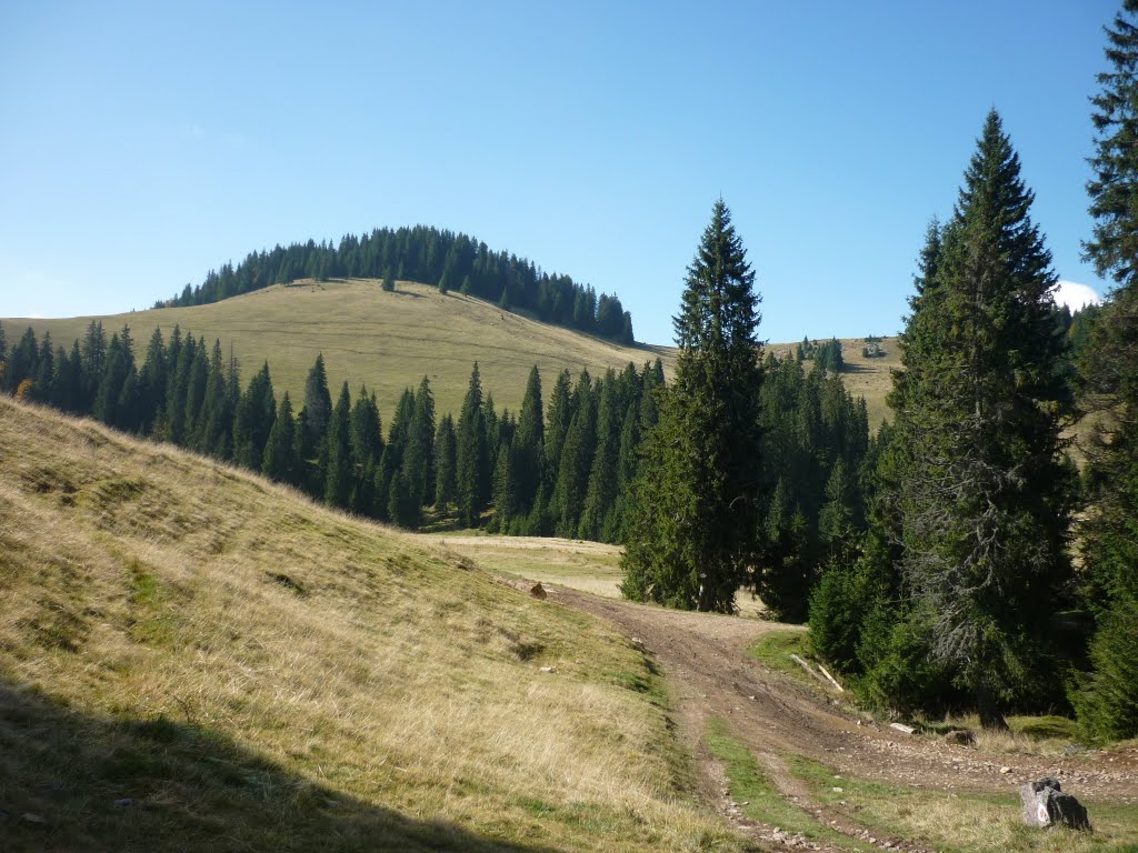 Kép