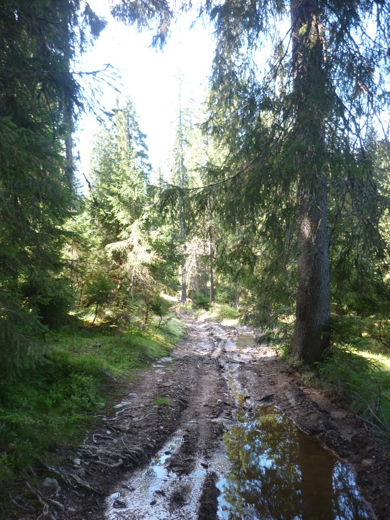 Kép