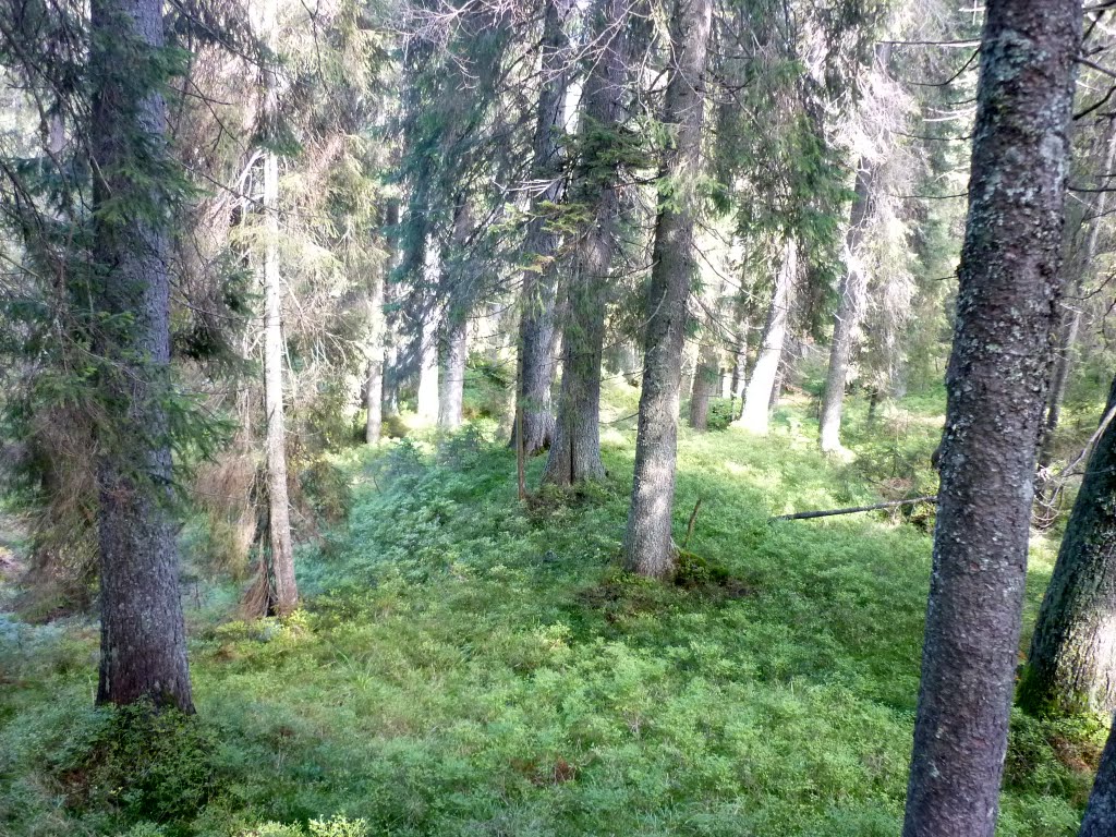Kép