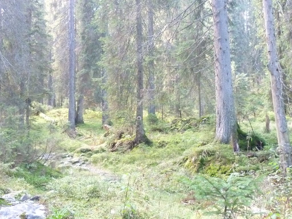 Kép