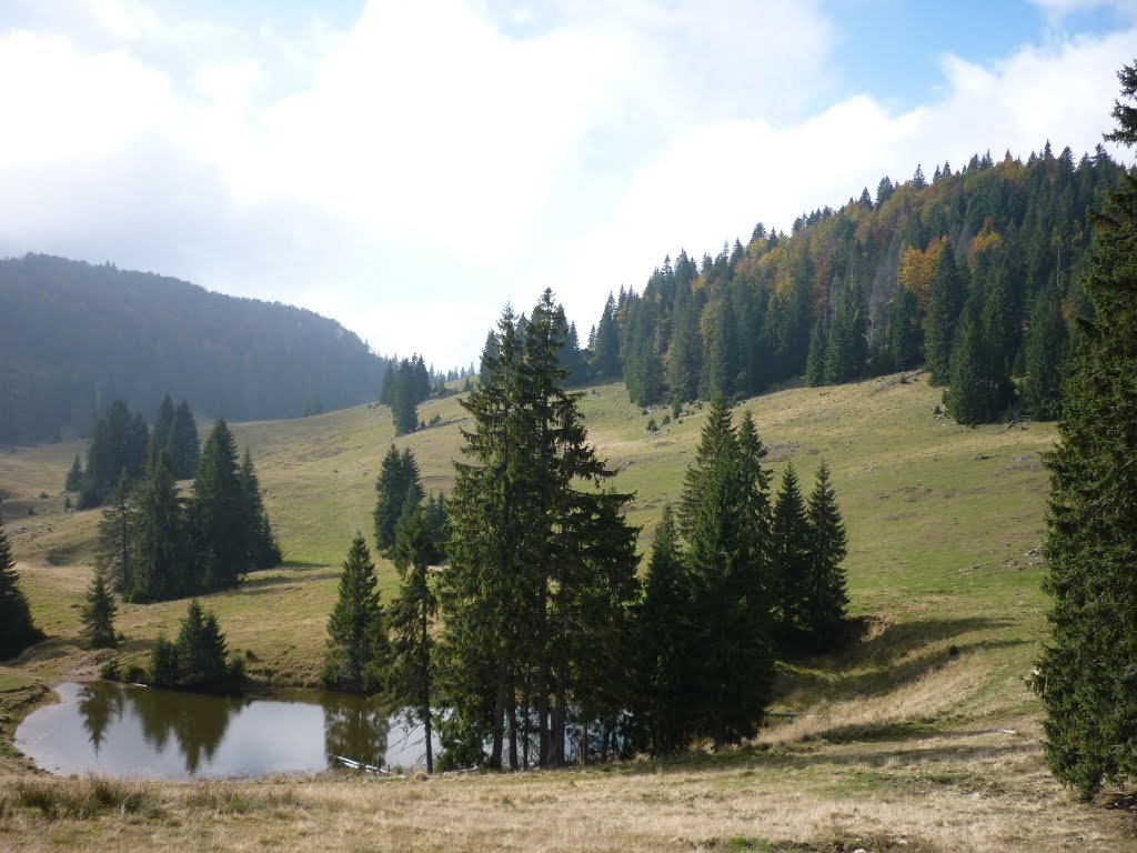 Kép