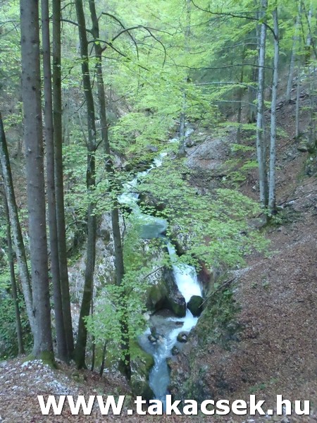 Kép
